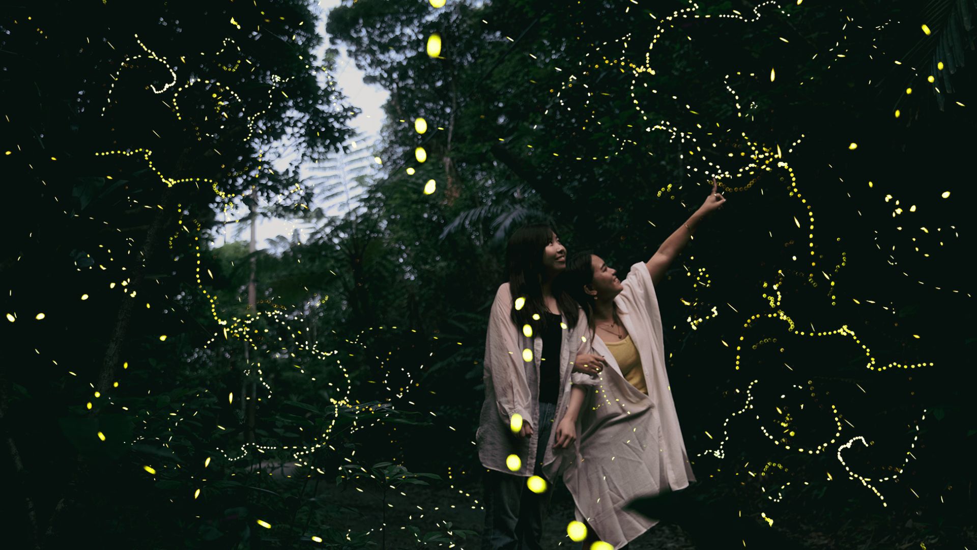 Firefly Tour