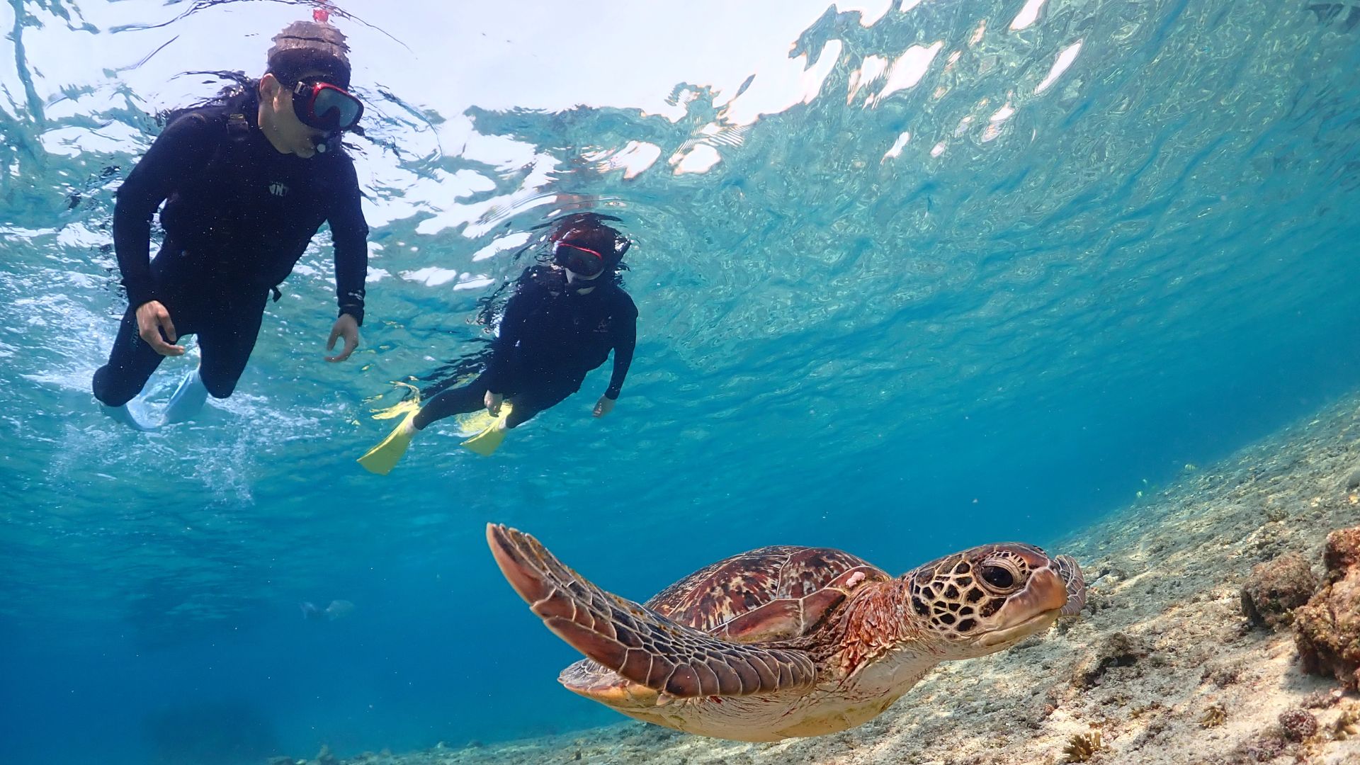 Sea Turtle Snorkeling